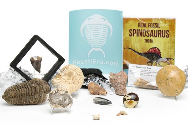 Holiday Fossil Gift Box